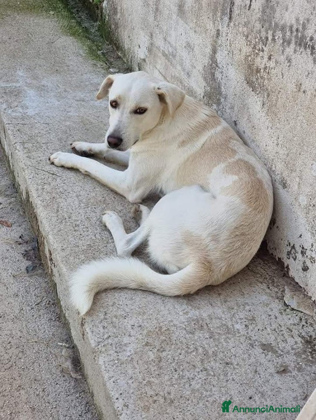 Meticcio cani in regalo: BLANCO TAGLIA MEDIA DOLCE E SIMPATICO - Annuncio 4