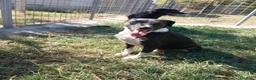 Meticcio cani in regalo: Remo! (15kg-7/8 anni)  - Annuncio 2