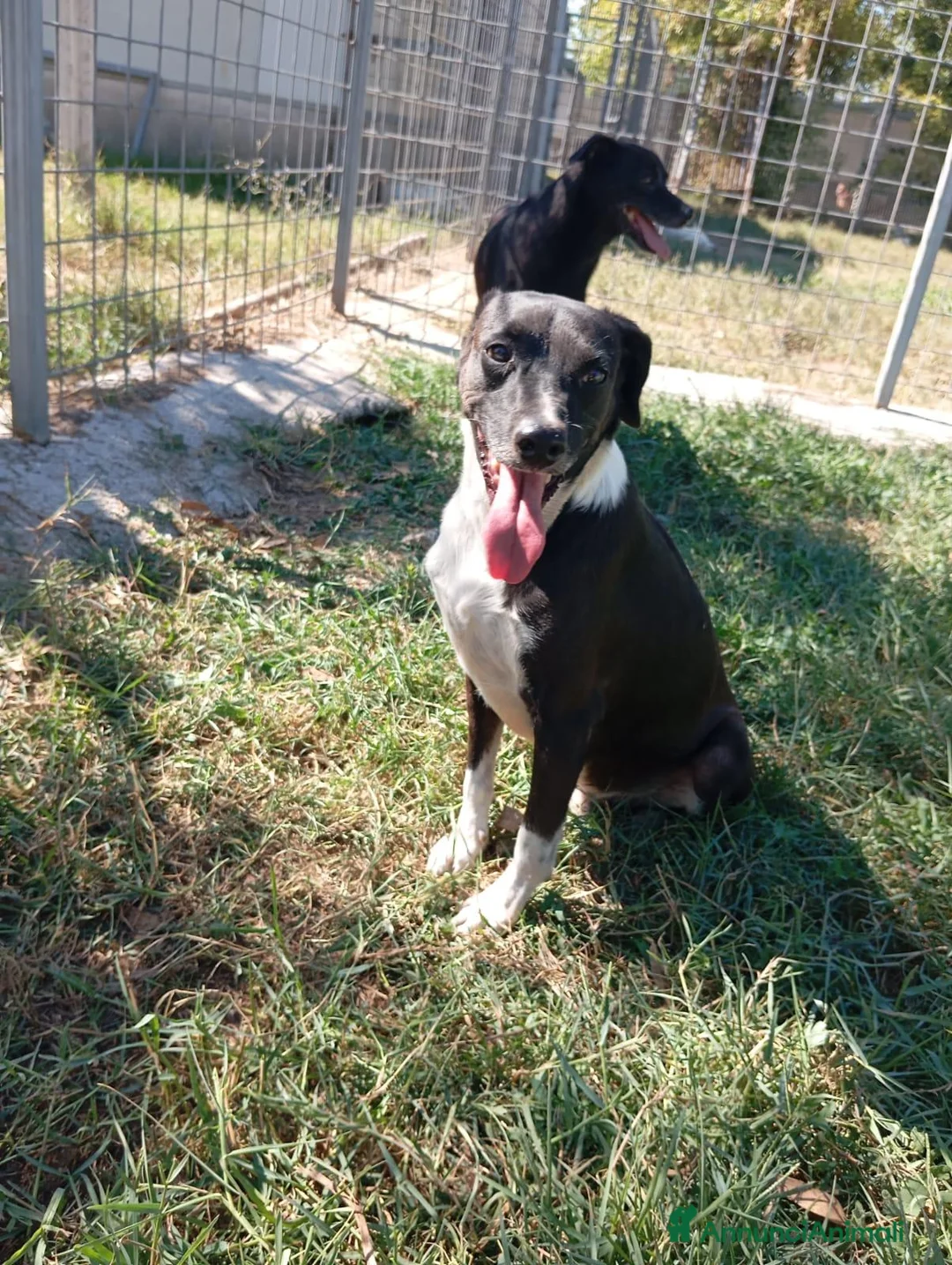 Meticcio cani in regalo: Remo! (15kg-7/8 anni)  - Annuncio 2