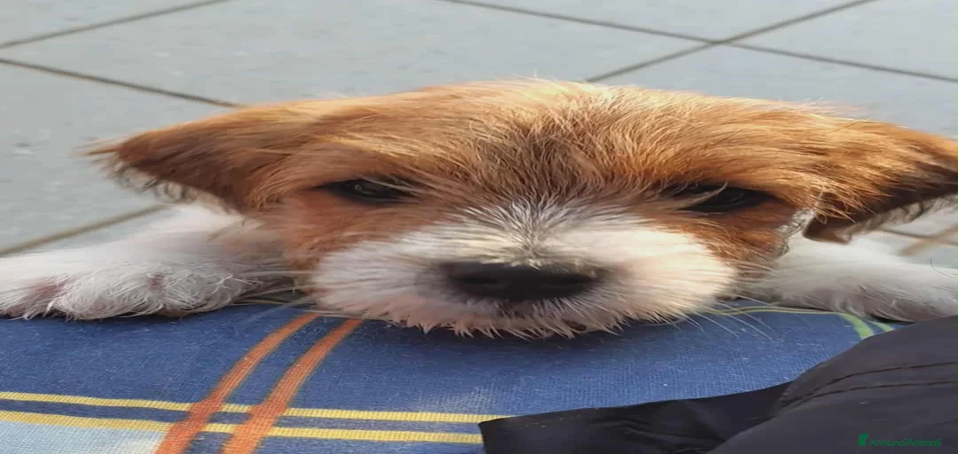 Immagine della galleria {{count}}