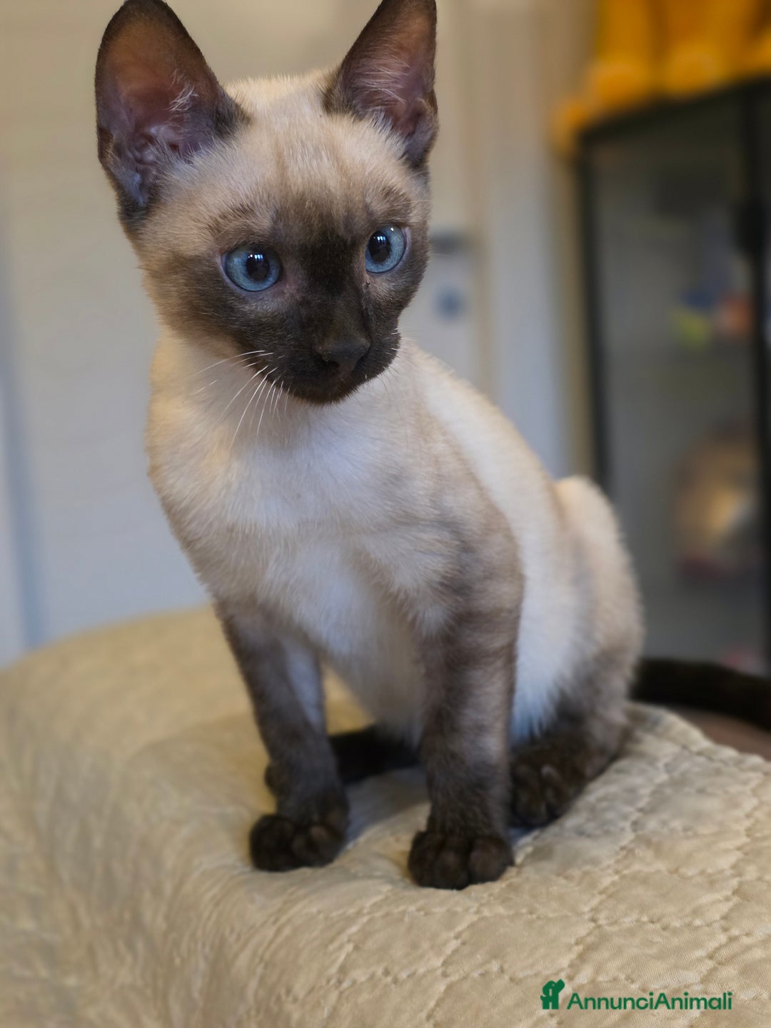 Bengala gatti in vendita: Cucciolo gatto bengala  - Annuncio 1