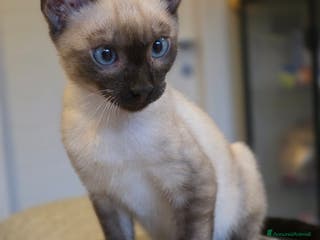 Bengala gatti Cucciolo gatto bengala - Annuncio 25