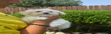 Maltese 1