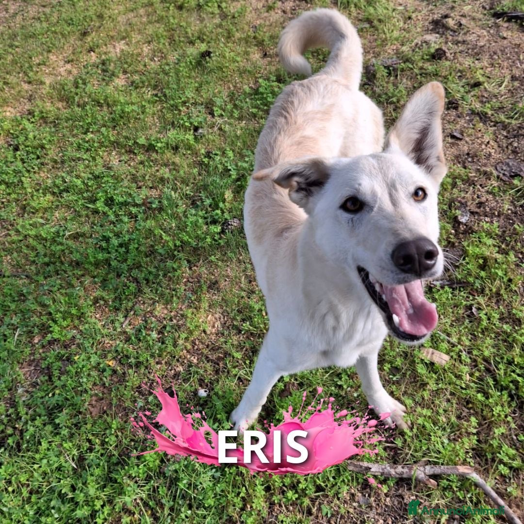 Meticcio cani ERIS 🩷 -cucciola pura effervescenza e dolcezza 🥰 - Annuncio 1