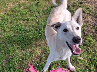 Meticcio cani ERIS 🩷 -cucciola pura effervescenza e dolcezza 🥰 - Annuncio 1