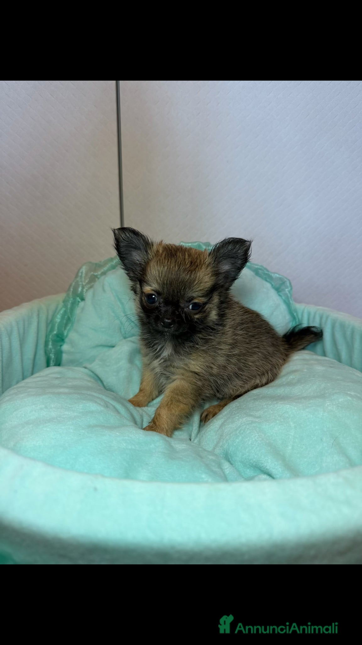 Chihuahua cani Chihuahua gioiellini - Annuncio 1