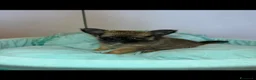 Chihuahua cani in vendita: Chihuahua gioiellini - Annuncio 1