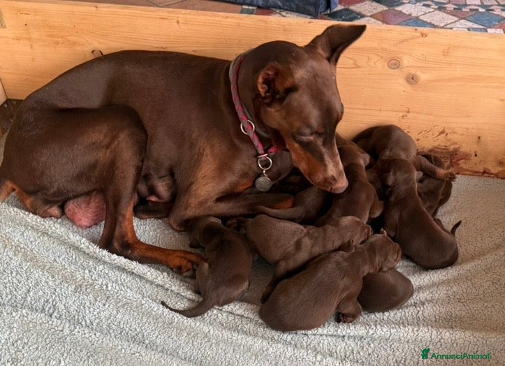 Dobermann cani Splendidi cuccioli Doberman marrone/sfocato - Annuncio 1