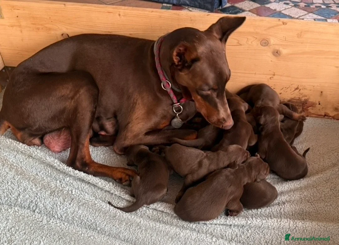 Dobermann cani in vendita: Splendidi cuccioli Doberman marrone/sfocato a Provincia di Rimini - Annuncio 1