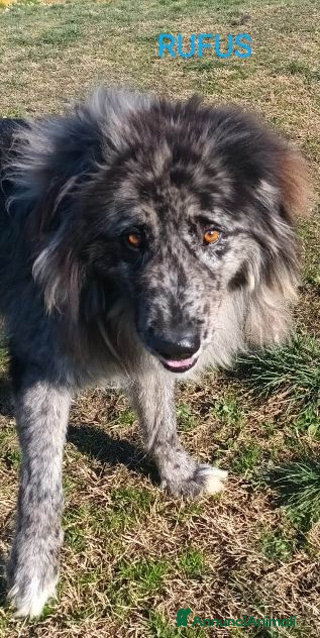 Meticcio cani in regalo: Fantastico RUFUS - 4anni - tg grande - Annuncio 1