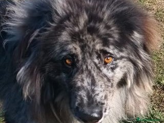 Meticcio cani Fantastico RUFUS - 4anni - tg grande - Annuncio 27