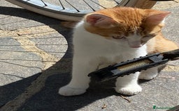 Altre razze gatti in regalo: GATTINI DOLCISSIMI - Annuncio 5