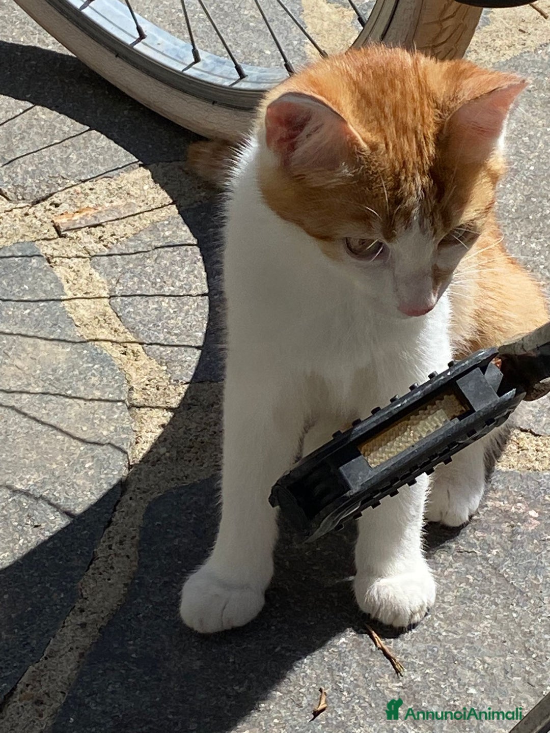 Altre razze gatti in regalo: GATTINO DOLCISSIMO - Annuncio 1