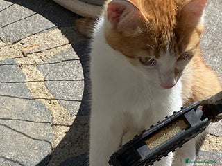 Altre razze gatti GATTINO DOLCISSIMO - Annuncio 4