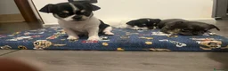 Chihuahua cani in vendita: Zampe felice🐾🐾🐾 - Annuncio 5
