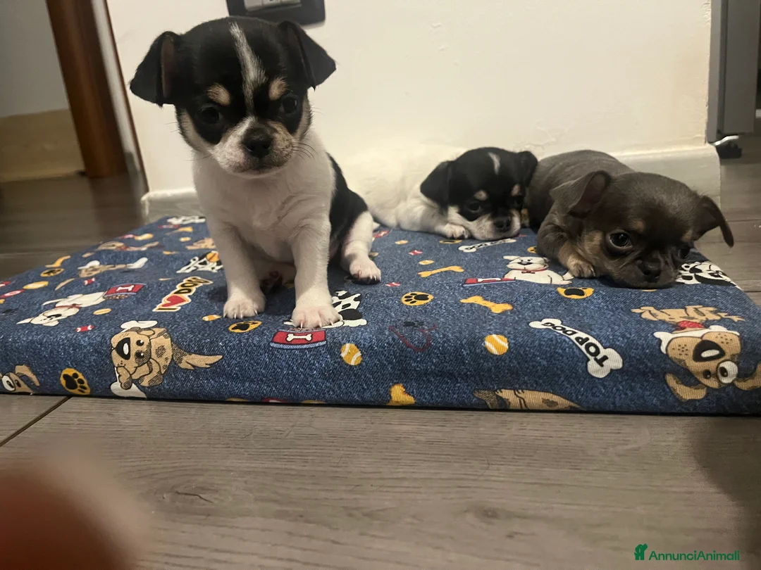 Chihuahua cani in vendita: Zampe felice🐾🐾🐾 - Annuncio 5