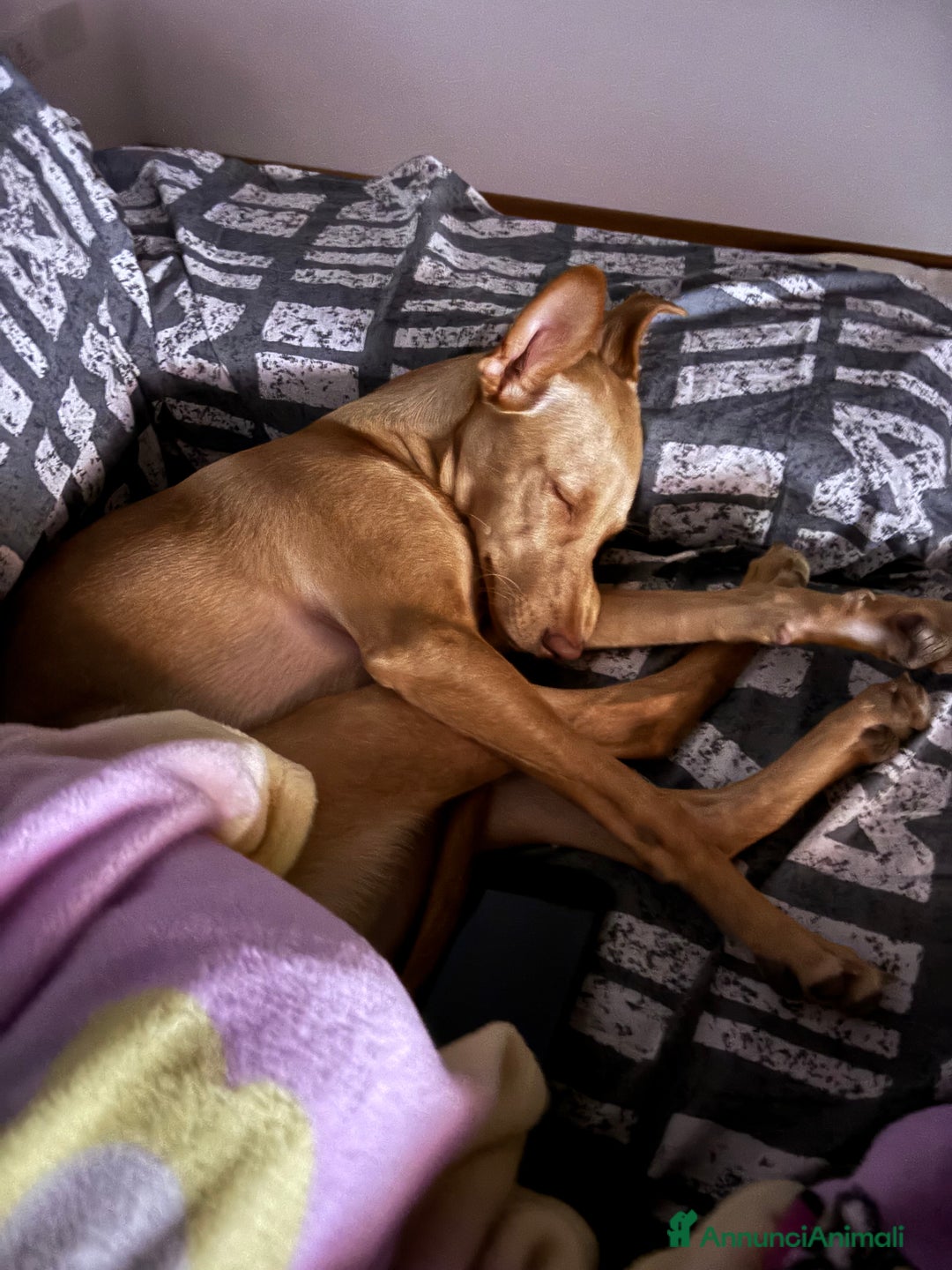 Meticcio cani in regalo: Dafne cerca una nuova famiglia  - Annuncio 1