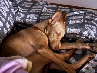 Meticcio cani Dafne cerca una nuova famiglia - Annuncio 40