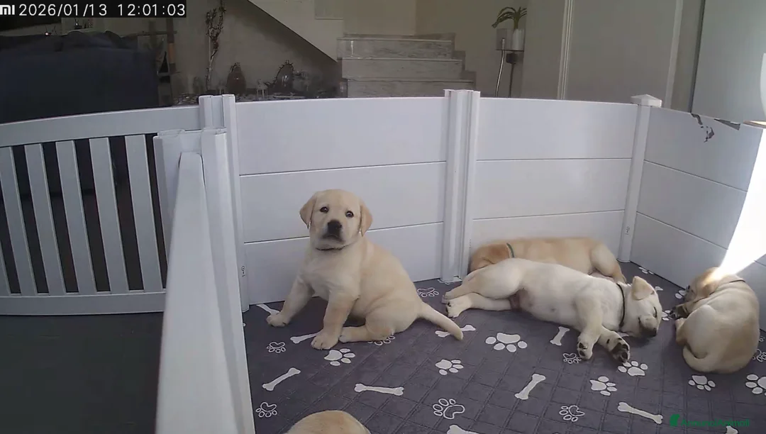 Labrador cani in vendita: Cuccioli di Labrador  - Annuncio 19