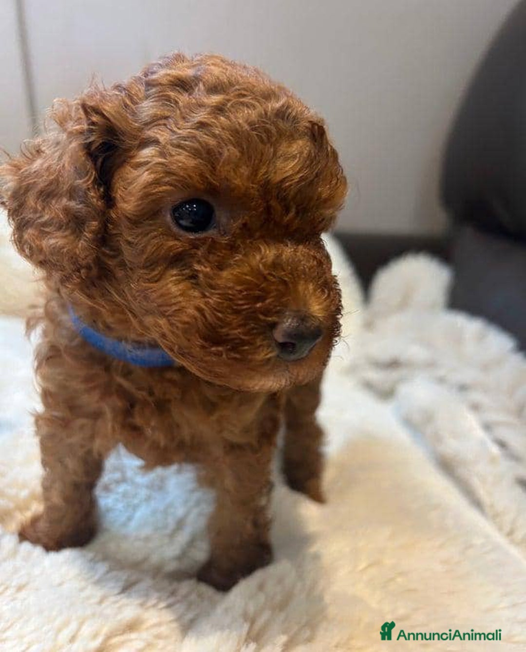 Barboncino Toy cani in vendita: Cuccioli di barboncino toy rossi - Annuncio 4