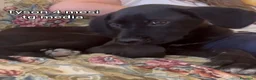 Meticcio cani in regalo: Cuccioli tenerissimi in cerca di casa  - Annuncio 2