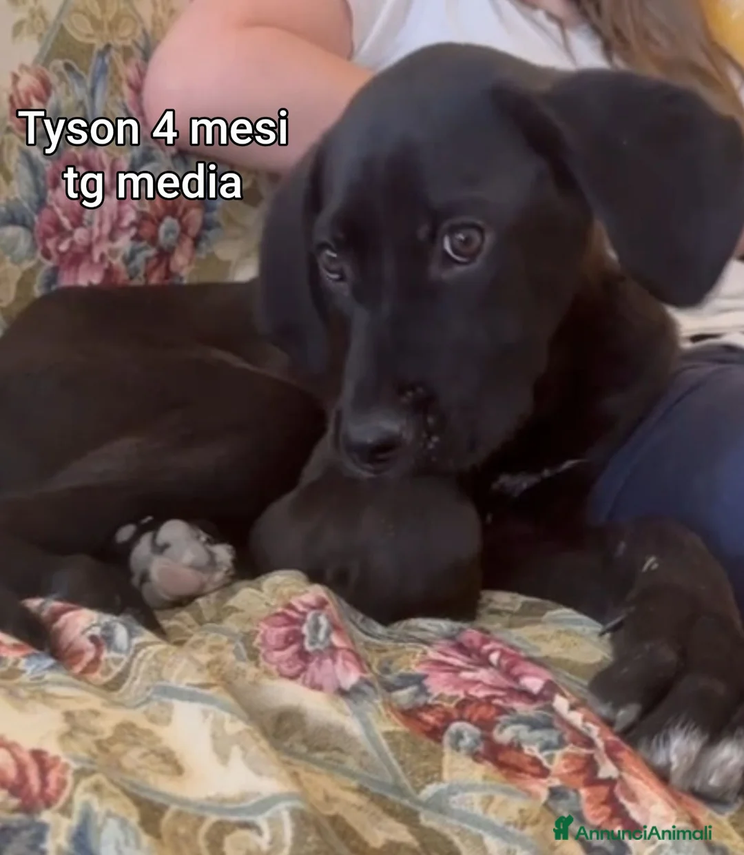 Meticcio cani in regalo: Cuccioli tenerissimi in cerca di casa  - Annuncio 2