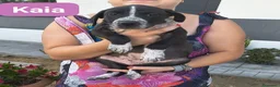 Meticcio cani in regalo: Luce e Neon - Annuncio 2