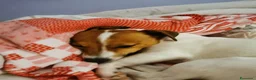 Jack Russell cani in regalo: Adozione Jack Russell maschio adulto  - Annuncio 3