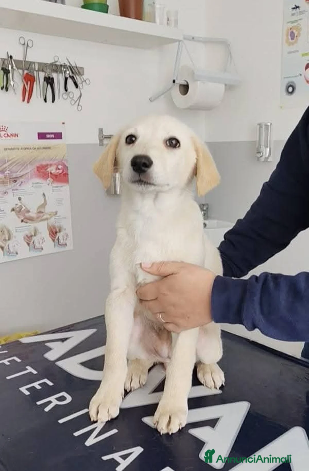 Meticcio cani in regalo: 3 mesi mix Labrador dolcissima  - Annuncio 1