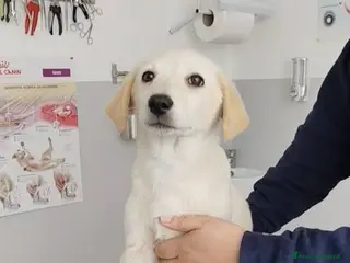 Meticcio cani 3 mesi mix Labrador dolcissima - Annuncio 4