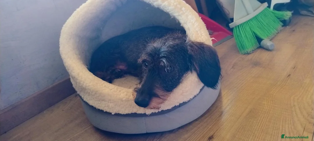 Bassotto cani in vendita: BASSOTTO TEDESCO A PELO DURO a Provincia di Pistoia - Annuncio 1
