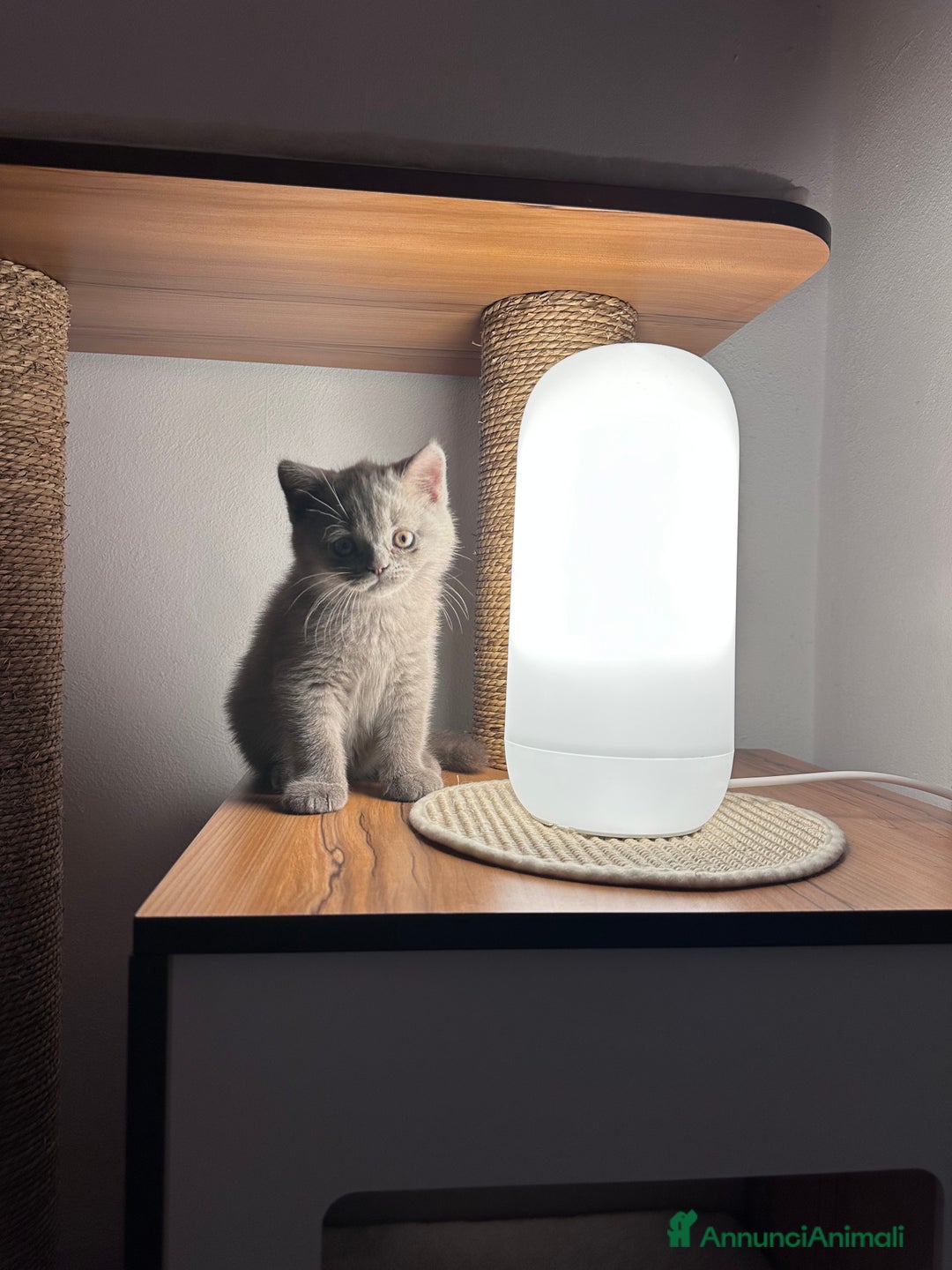 British gatti in vendita: British Shorthair  - Immagine 3