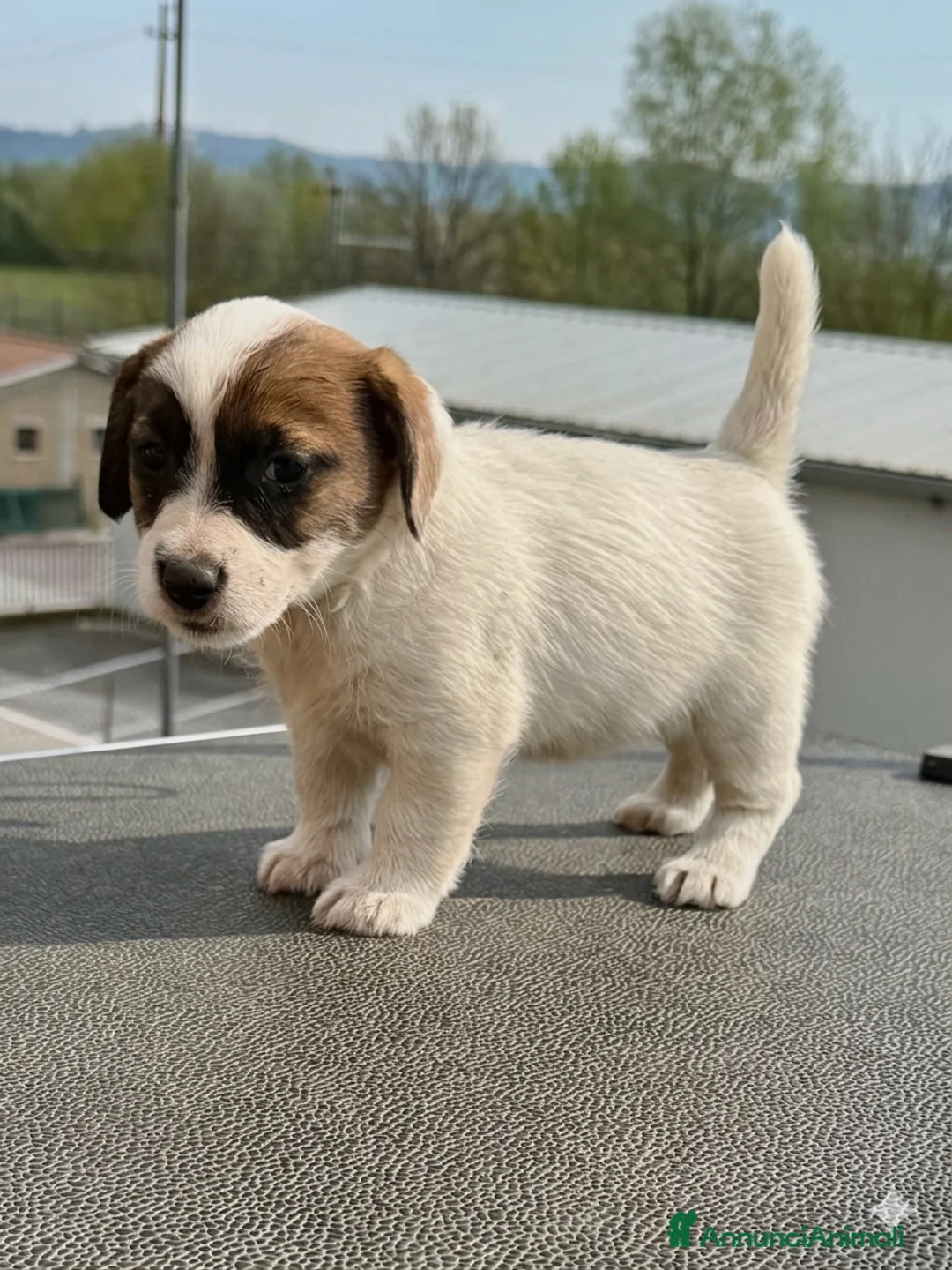 Jack Russell cani in vendita: Jack Russell alta genealogia ruvidi e broken a Provincia di Terni - Annuncio 7