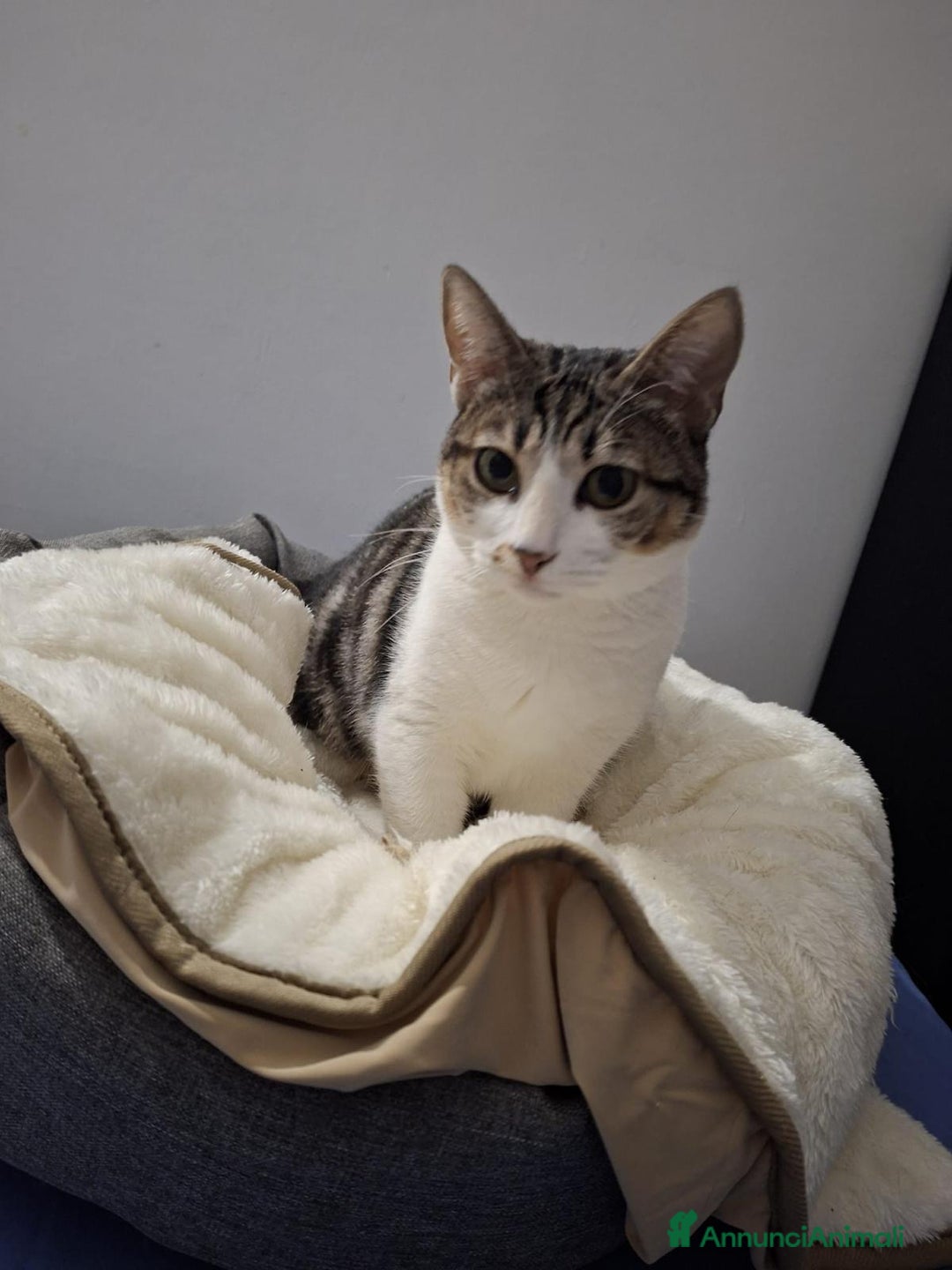 Meticcio gatti in regalo: GATTI/E - Annuncio 3