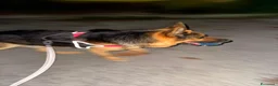 Pastore Tedesco cani in regalo: Pastore Tedesco - Annuncio 2