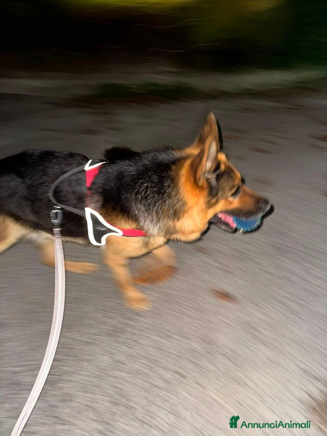 Pastore Tedesco cani in regalo: Pastore Tedesco - Annuncio 2