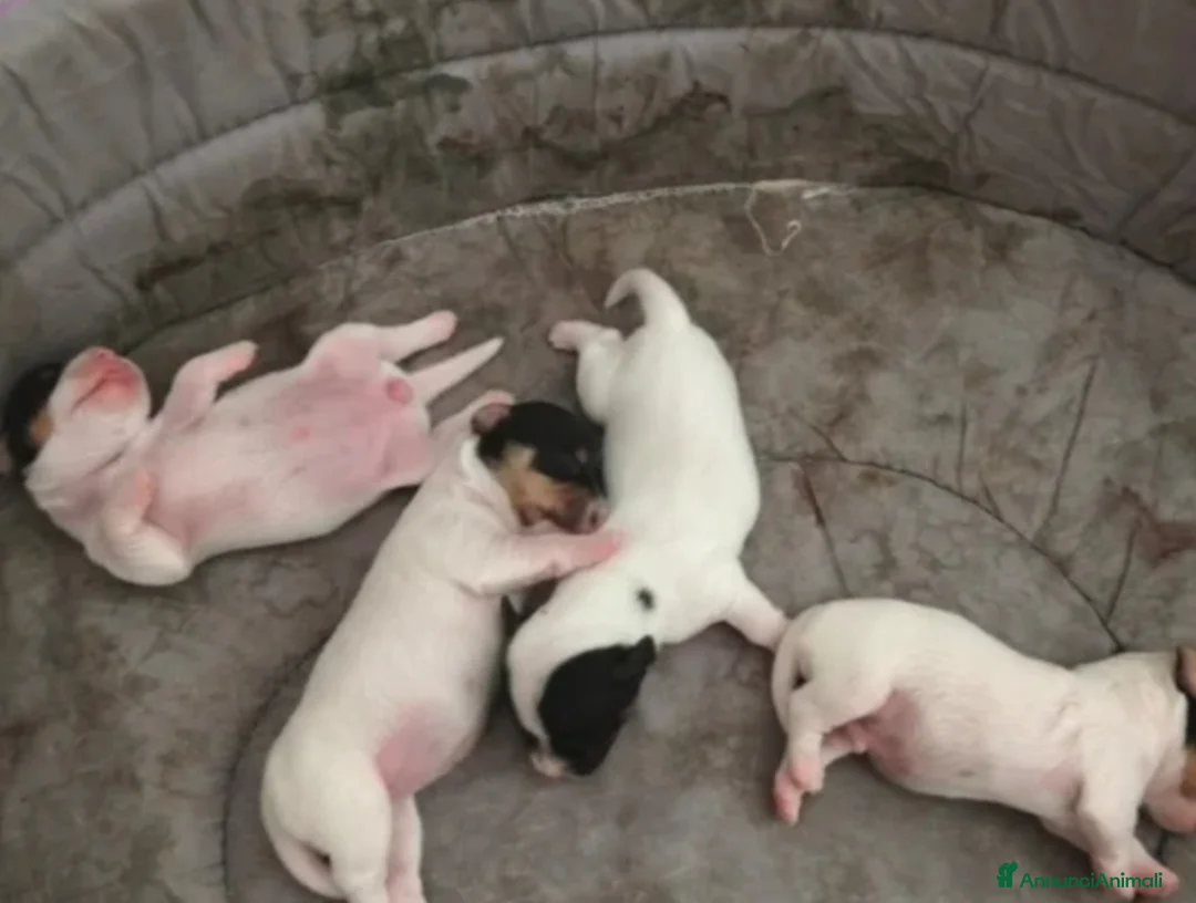 Jack Russell cani in vendita: Mini gek russel  toy  - Annuncio 3