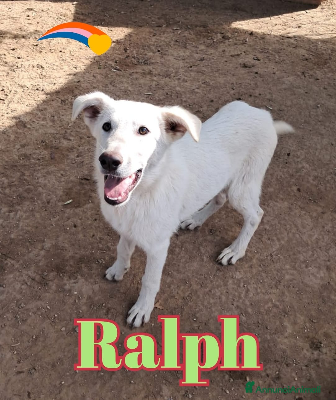 Meticcio cani RALPH nato ad Aprile ‘25 - Annuncio 30