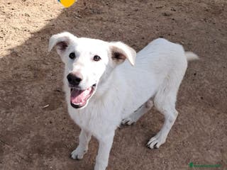 Meticcio cani RALPH nato ad Aprile ‘25 - Annuncio 33