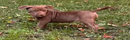 Pitbull cani in vendita: AMERICAN PITBULL TERRIER UKC  - Annuncio 5