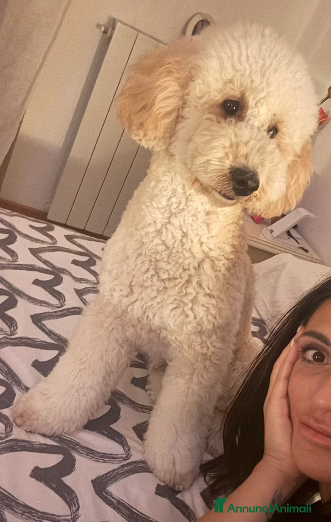 Barboncino cani per accoppiamento: Ares barboncino nano  - Annuncio 5