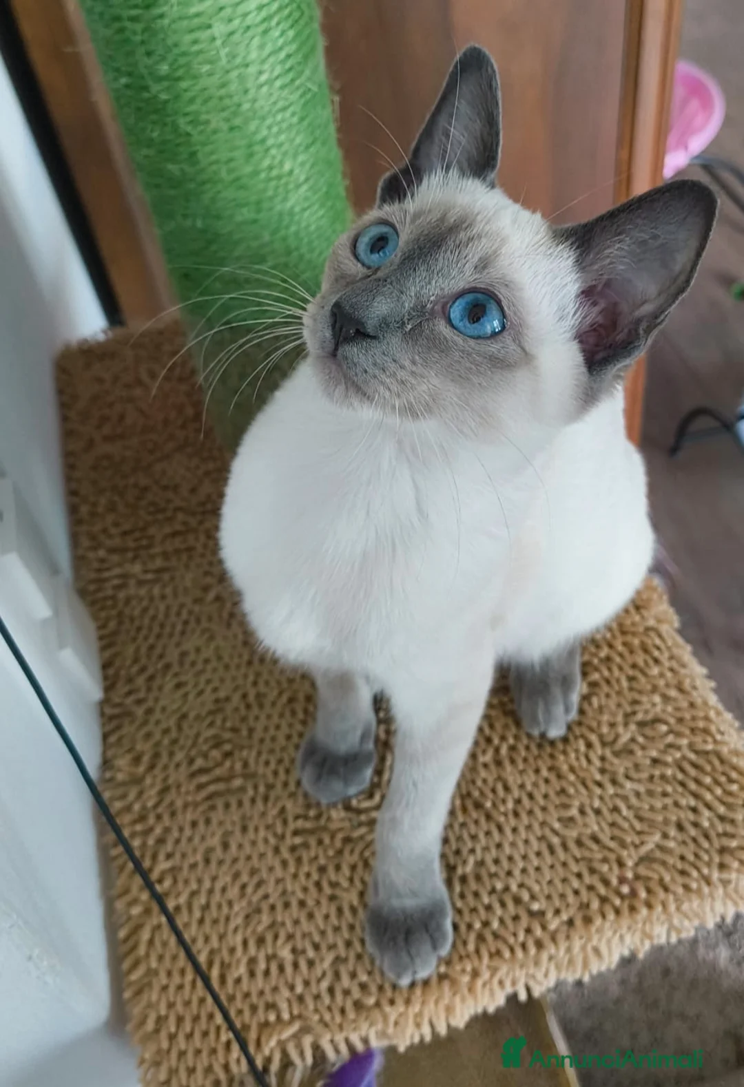 Thai gatti in vendita: Cuccioli Old Style Siamese, microchip e Pedigree a Provincia di Brescia - Annuncio 2