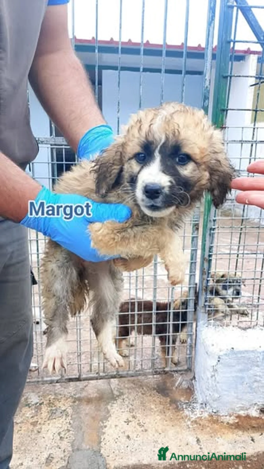 Meticcio cani in regalo: Margot Minnie e Rambo  - Annuncio 3