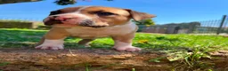 American Staffordshire cani in vendita: American Staffordshire Terrier  a Provincia di Lecco - Annuncio 4