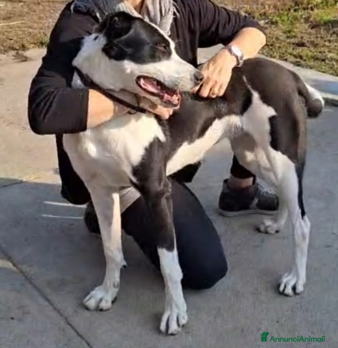 Meticcio gatti in regalo: Mix Amstaff femmina oltre 3anni di appelli CREMONA - Annuncio 7