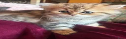 Persiano gatti in vendita: Gattini persiani chinchilla maschi  - Annuncio 5
