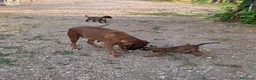 Boxer cani in vendita: cuccioli boxer alta genealogia dimostrabile. - Annuncio 3