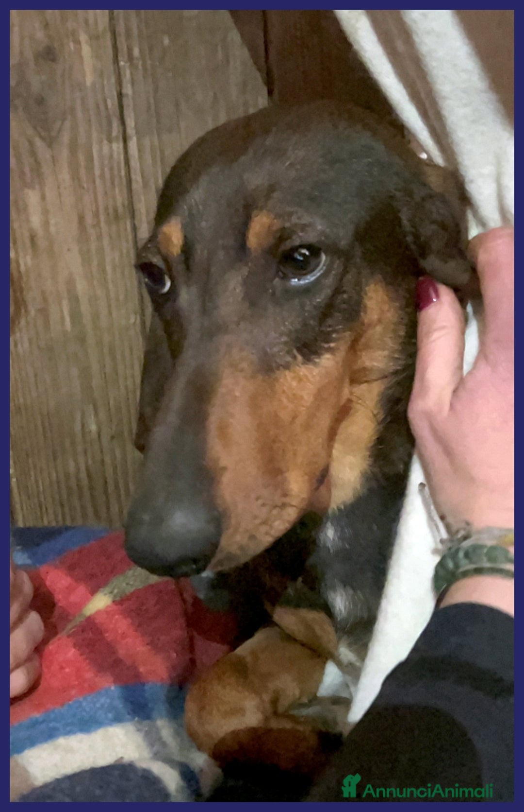 Segugio cani in regalo: ORAZIO, TENERO SEGUGIO 2 ANNI, SOGNA UNA FAMIGLIA a Città metropolitana di Milano - Annuncio 7