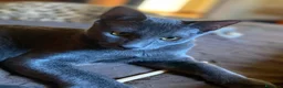 Certosino gatti in regalo: certosino mix - Annuncio 4