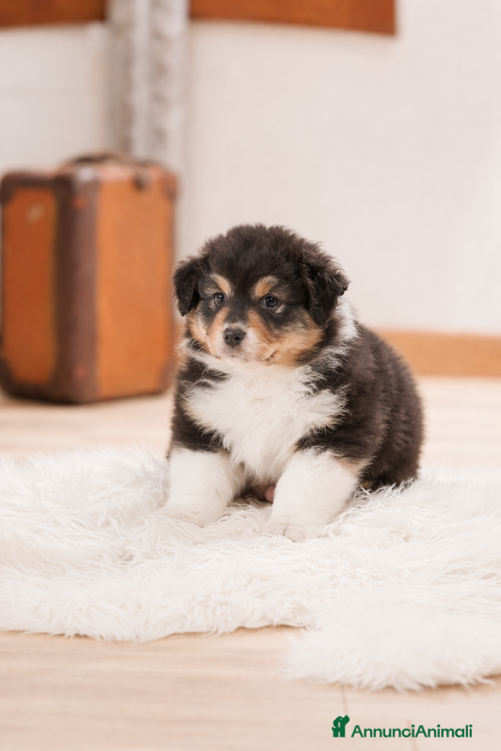 Australian Shepherd cani Cucciole pastore australiano  - Annuncio 2